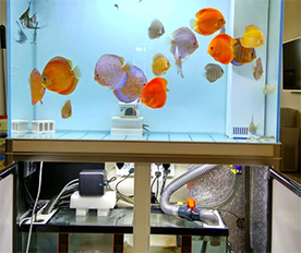 水族過濾棉應用于魚缸