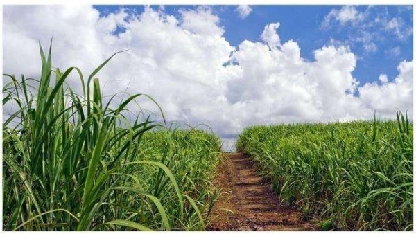 甘蔗和玉米做出的植物基聚酯纖維，環保又時尚